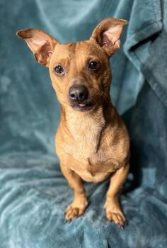 Henry -  Dachshund and Chihuahua Dog for Adoption in Broken Arrow, Oklahoma - Henry | PetCurious