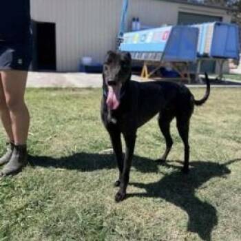 Ashby Flash -  Greyhound Dog for Adoption in Venice, Florida - Ashby Flash | PetCurious