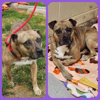 Rescue Pit Bull Terrier Dogs for Adoption in Mooresville, Indiana - Pinky | PetCurious