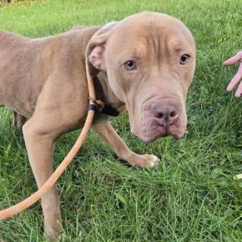 Rescue Pit Bull Terrier Dogs for Adoption in Bristol, Indiana - Roland | PetCurious