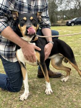 Rescue Shepherd Dogs for Adoption in Troy, Alabama - Lillie | PetCurious