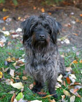Rescue Havanese and Terrier Dogs for Adoption in Chicago, Illinois - Shadow | PetCurious