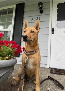 Elaine -  Catahoula Leopard Dog and German Shepherd Dog Dog for Adoption in Alvin, Texas - Elaine | PetCurious