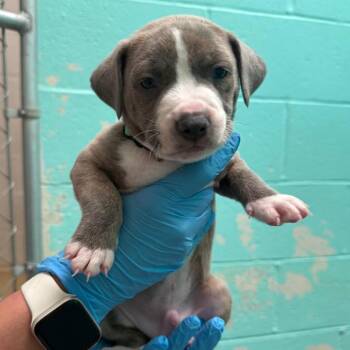 BUZZ LIGHTYEAR -  Shepherd Dog for Adoption in Joshua Tree, California - BUZZ LIGHTYEAR | PetCurious