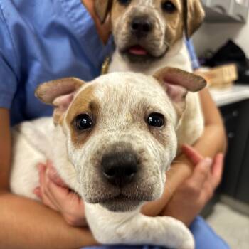 Chelsea -  Australian Cattle Dog Blue Heeler and Great Pyrenees Dog for Adoption in Pflugerville, Texas - Chelsea | PetCurious