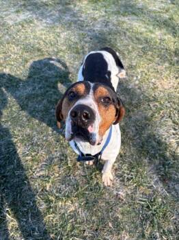 Hound and Mixed Breed Dogs Available for Adoption in Cortland, New York - Howie | PetCurious