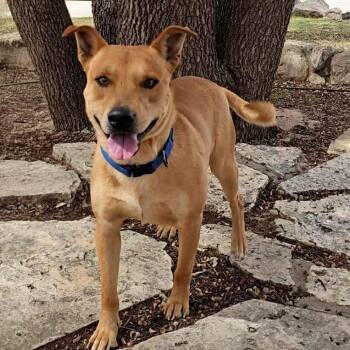 Labrador Retriever and Pit Bull Terrier Dogs Available for Adoption - Canelo  | PetCurious