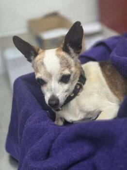 Lady Grey -  Chihuahua Dog for Adoption in Oakland, California - Lady Grey | PetCurious