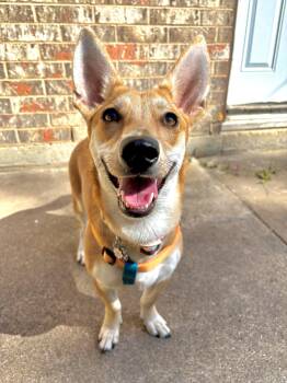 Rescue Chihuahua and Pembroke Welsh Corgi Dogs for Adoption in Benbrook, Texas - Gemma | PetCurious