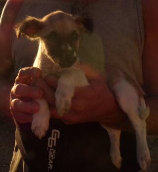 Rescue Chihuahua Dogs for Adoption in Corona, California - SWEET PEA | PetCurious