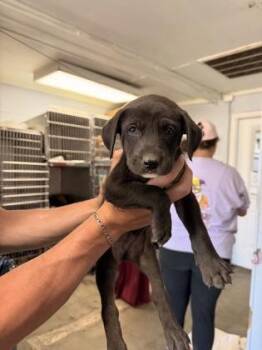 Colby Jack -  Mixed Breed Dog for Adoption in Georgetown, South Carolina - Colby Jack | PetCurious
