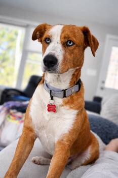 Terrier and Shepherd Dogs Available for Adoption - Ginger (Quiet, Playful, Friendly - Survivor) | PetCurious