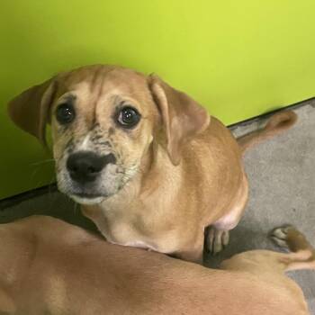 Leo -  Chihuahua and Pit Bull Terrier Dog for Adoption in Spokane, Washington - Leo | PetCurious