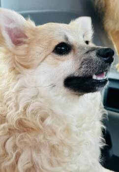Hannah -  Pomeranian Dog for Adoption in St. Augustine, Florida - Hannah | PetCurious