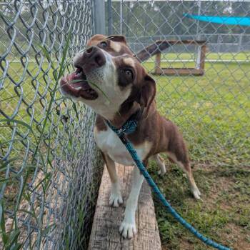 Ophelia -  Mixed Breed Dog for Adoption in Smithville, Tennessee - Ophelia | PetCurious