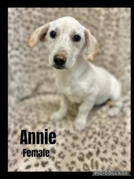 Rescue Beagle and Dachshund Dogs for Adoption in Manchester, Connecticut - Annie | PetCurious