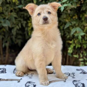 Greta 09-1710 -  White German Shepherd Dog for Adoption in Tyrone, Georgia - Greta 09-1710 | PetCurious