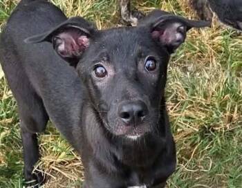 Rory -  Terrier and Hound Dog for Adoption in Anniston, Alabama - Rory | PetCurious