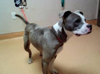 Pit Bull Terrier Dogs Available for Adoption in Martinez, California - RIGBY | PetCurious