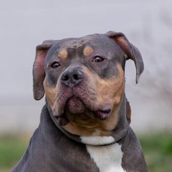 Ox -  Pit Bull Terrier Dog Available for Adoption in Council Bluffs, Iowa - Ox | PetCurious