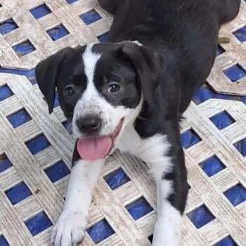 Calypso -  Mixed Breed Dog for Adoption in Tomah, Wisconsin - Calypso | PetCurious