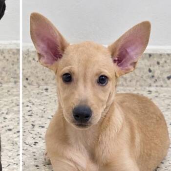 Zeni -  Mixed Breed Dog for Adoption in Scituate, Massachusetts - Zeni | PetCurious