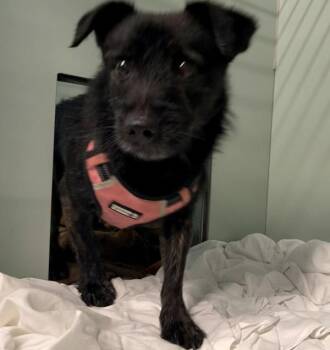 Toto -  Mixed Breed Dog for Adoption - Toto | PetCurious