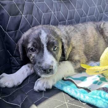Anatolian Shepherd and American Staffordshire Terrier Dogs Available for Adoption in New Port Richey, Florida - Faith  | PetCurious