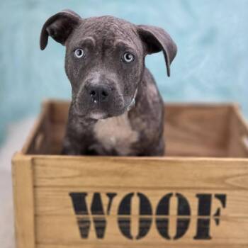 Lora -  Mixed Breed Dog for Adoption in Edwardsville, Illinois - Lora | PetCurious