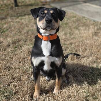 Mixed Breed Dogs Available for Adoption - Bandit Keith | PetCurious