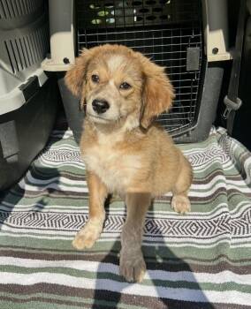Aubree -  Mixed Breed Dog for Adoption in Toms River, New Jersey - Aubree | PetCurious