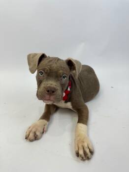 Alexis -  American Staffordshire Terrier and French Bulldog Dog for Adoption in Alvin, Texas - Alexis | PetCurious