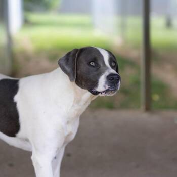 Astoria -  Border Collie and Labrador Retriever Dog for Adoption - Astoria | PetCurious