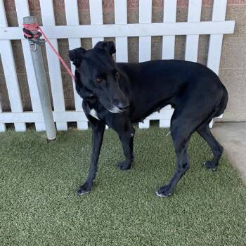 TALLULAH -  Labrador Retriever and Greyhound Dog for Adoption in Modesto, California - TALLULAH | PetCurious