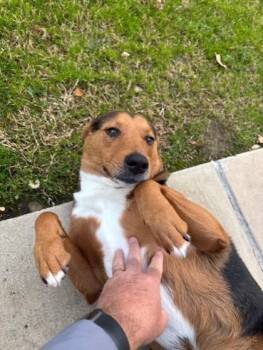 German Shepherd Dog and Mixed Breed Dogs Available for Adoption in Irving, Texas - Winchester | PetCurious