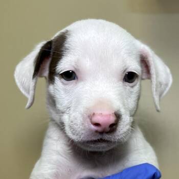 Yuji -  Mixed Breed Dog for Adoption in Palm Springs, California - Yuji | PetCurious