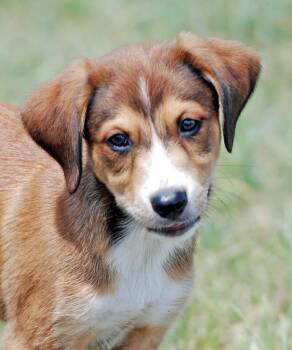 Foxy -  Australian Shepherd and Boxer Dog for Adoption in Madisonville, Texas - Foxy | PetCurious