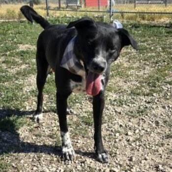 Rescue Mixed Breed Dogs for Adoption in Park City, Utah - Boomer | PetCurious