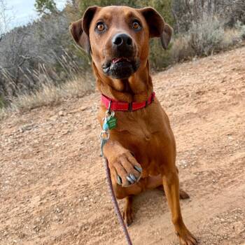 Rescue Mixed Breed Dogs for Adoption in Moab, Utah - Bloomington (Morrison) | PetCurious