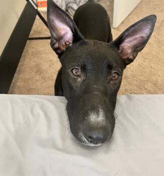 CUPID -  Labrador Retriever and German Shepherd Dog Dog for Adoption in Charlotte, North Carolina - CUPID | PetCurious