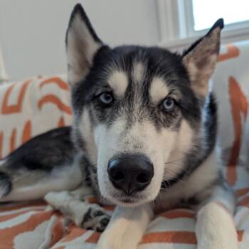 Mixed Breed Dogs Available for Adoption in Mentor, Ohio - Lucas | PetCurious