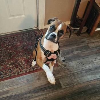 Libby Lou -  Boxer Dog for Adoption in Woodinville, Washington - Libby Lou | PetCurious