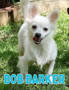 Bob Barker -  Pomeranian and Chihuahua Dog for Adoption in Shalimar, Florida - Bob Barker | PetCurious