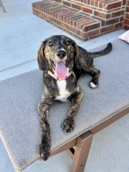 Rescue Hound Dogs for Adoption in Boston, Massachusetts - Tasha Talbot | PetCurious