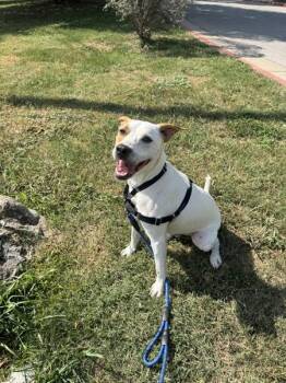 Labrador Retriever Dogs Available for Adoption - Pop | PetCurious