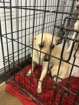 Chihuahua Dogs Available for Adoption in San Jose, California - GREEN | PetCurious