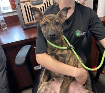 Michelle -  Shepherd Dog Available for Adoption in Gautier, Mississippi - Michelle | PetCurious