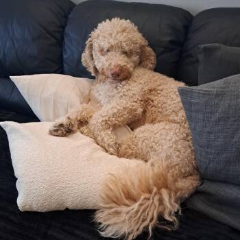 Frankiee -  Standard Poodle and Golden Retriever Dog for Adoption in Loves Park, Illinois - Frankiee | PetCurious