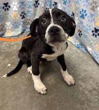 Labrador Retriever and Mixed Breed Dogs Available for Adoption in Rosenberg, Texas - OREO | PetCurious