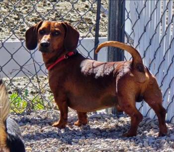Dachshund Dogs Available for Adoption in Ross, Ohio - Chewy | PetCurious